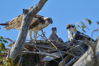 Osprey pair and chicks in a nest of branches under a clear blue sky, Osprey (Pandion haliaetus),