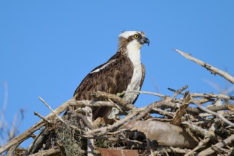 An osprey rests on a nest of branches under a clear blue sky, Osprey (Pandion haliaetus), Flamingo,