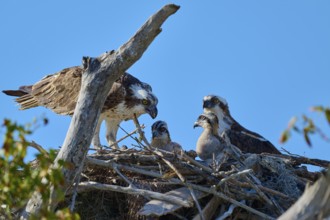 Osprey pair and chicks in a nest of branches with clear sky in the background, Osprey (Pandion