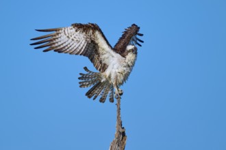 Bird spreading wings over a perch, against a clear sky, Osprey (Pandion haliaetus), Flamingo,