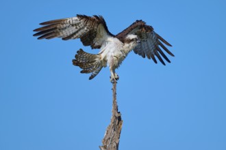 Osprey with spread wings on the top of a branch, Osprey (Pandion haliaetus), Flamingo, Everglades