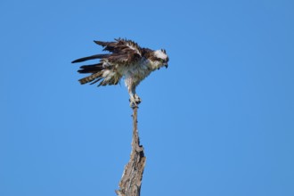 Osprey with raised wings on a branch in front of a blue sky, Osprey (Pandion haliaetus), Flamingo,