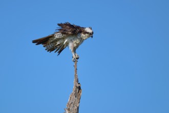 Osprey balancing on a thin branch against a blue background, Osprey (Pandion haliaetus), Flamingo,