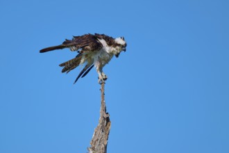 Osprey on a branch with outstretched wings in front of a blue sky, Osprey (Pandion haliaetus),