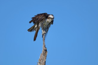Osprey sitting on a branch in front of a clear blue sky, Osprey (Pandion haliaetus), Flamingo,