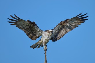 Bird of prey balancing on a branch with fully spread wings, Osprey (Pandion haliaetus), Flamingo,