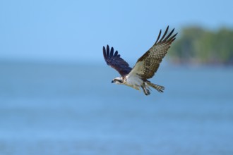 An osprey glides over a wide blue expanse of water in the sky, Osprey (Pandion haliaetus),