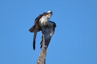 An osprey poses majestically on a tree in front of a deep blue sky, Osprey (Pandion haliaetus),