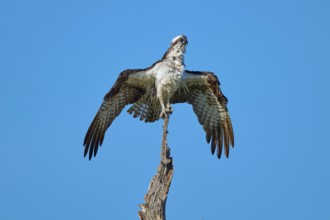 Bird spreads its wings with ease and rests on a thin branch, Osprey (Pandion haliaetus), Flamingo,