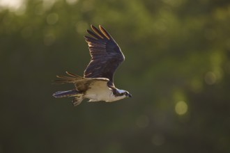 An osprey soars through the air with a blurred green background, Osprey (Pandion haliaetus),