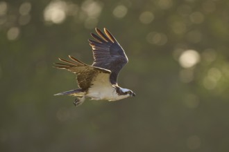 An osprey in flight in front of a blurred green background, Osprey (Pandion haliaetus), Flamingo,