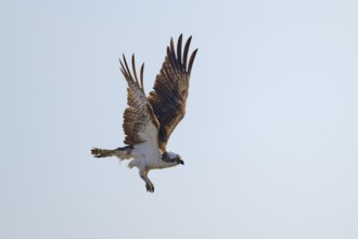 Osprey in flight with wide wings against a bright sky, Osprey (Pandion haliaetus), Flamingo,