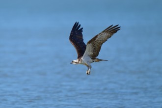 An osprey flies over a blue water surface with flowing movements, Osprey (Pandion haliaetus),