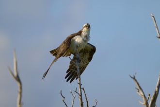 An osprey observes the surroundings from a branch, Osprey (Pandion haliaetus), Flamingo, Everglades
