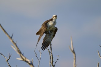 An osprey sitting on a branch in front of a blue sky, Osprey (Pandion haliaetus), Flamingo,