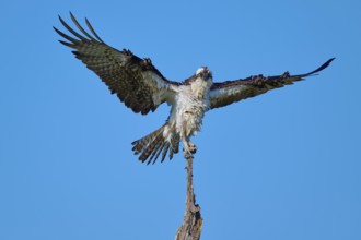 Osprey on branch with wings spread wide in front of blue sky, Osprey (Pandion haliaetus), Flamingo,