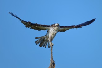 Osprey on top of a branch with horizontal wings, clear sky, Osprey (Pandion haliaetus), Flamingo,