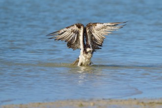 Osprey stretching its wings upwards as it rises from the water, Osprey (Pandion haliaetus),