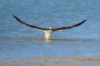 Osprey with wings wide open on take-off from the water, Osprey (Pandion haliaetus), Flamingo,