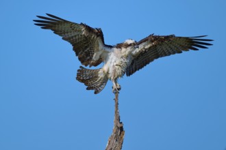 Osprey with wings spread wide on a branch, Osprey (Pandion haliaetus), Flamingo, Everglades