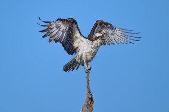 Osprey on a branch with outstretched wings ready for take-off, Osprey (Pandion haliaetus),