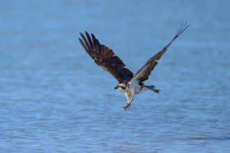 An osprey flies close over the water, ready to hunt, Osprey (Pandion haliaetus), Flamingo,
