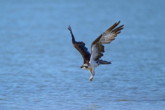 An osprey swooping over a blue expanse of water, Osprey (Pandion haliaetus), Flamingo, Everglades