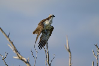An osprey sits on a bare branch under a blue sky, Osprey (Pandion haliaetus), Flamingo, Everglades