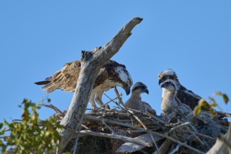 Osprey pair with chicks in nest made of twigs, birds in natural environment, Osprey (Pandion