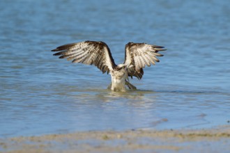 Osprey takes off from the water with spread wings, Osprey (Pandion haliaetus), Flamingo, Everglades