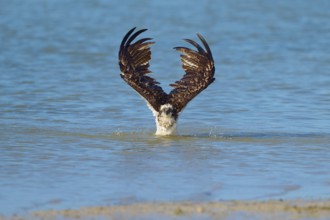 Osprey diving out of the water, wings stretched upwards, Osprey (Pandion haliaetus), Flamingo,