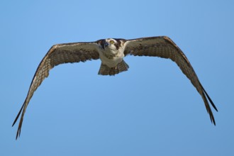 Flying osprey in front of a blue sky with wide open wings, Osprey (Pandion haliaetus), Flamingo,