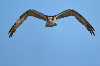 Osprey flying with outstretched wings in the clear sky, Osprey (Pandion haliaetus), Flamingo,