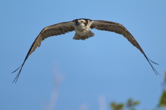 Osprey with outstretched wings in the blue sky, Osprey (Pandion haliaetus), Flamingo, Everglades