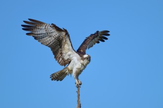 Bird standing calmly with half-spread wings on branch in front of sky, Osprey (Pandion haliaetus),