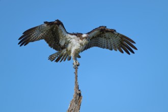 Osprey with slightly open wings balancing on branch tip, Osprey (Pandion haliaetus), Flamingo,