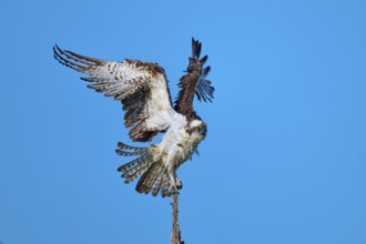 Bird using branch for take-off, wings powerfully outstretched against the sky, Osprey (Pandion