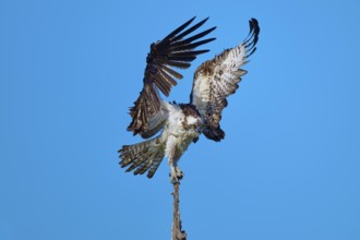 Osprey landing on branch tip, wings high and wide against the sky, Osprey (Pandion haliaetus),