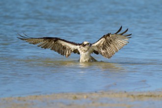 Osprey spreads its wings as it lifts out of the water, Osprey (Pandion haliaetus), Flamingo,