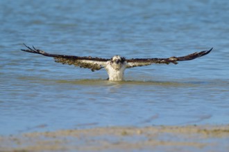 Osprey rising from the water with wings spread wide, Osprey (Pandion haliaetus), Flamingo,