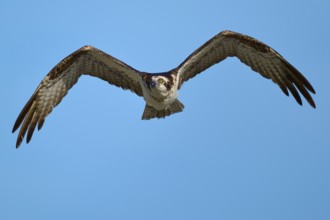 Osprey spreads its wings wide in the blue sky, Osprey (Pandion haliaetus), Flamingo, Everglades