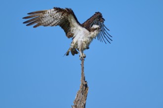Osprey in flight position on a branch against blue sky, Osprey (Pandion haliaetus), Flamingo,