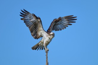 Bird about to take off, wings outstretched, clear sky as background, Osprey (Pandion haliaetus),
