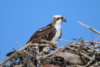 An osprey resting on a nest of branches under a clear sky, Osprey (Pandion haliaetus), Flamingo,