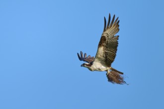Osprey flying with outstretched wings under a clear sky, Osprey (Pandion haliaetus), Flamingo,