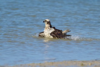 An eagle resting in the water with its wings outstretched, slight water movement, Osprey (Pandion