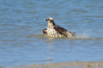 An eagle sits in the water with splashing water around it, Osprey (Pandion haliaetus), Flamingo,
