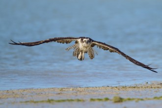 Osprey hovering just above the surface of the water, its wings spread wide, Osprey (Pandion