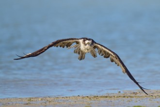An osprey flies low over the waterline with outstretched wings, Osprey (Pandion haliaetus),