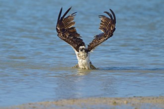 An eagle spreads its wings over a blue body of water, Osprey (Pandion haliaetus), Flamingo,